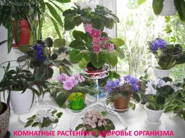 alt="Полезные комнатные растения"