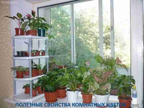alt="Лечебные свойства комнатных цветов"